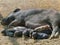 Mother pig lying on the red gravel ground breastfeeding colorful piglets, pink and black, in the village of Myanmar