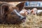 A mother pig is resting in the straw while her newborn piglets a