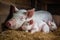 a mother pig snuggling her little ones in the warm barn