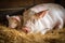 a mother pig snuggling her little ones in the warm barn