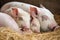 a mother piglet snuggling next to her brood of sleeping siblings