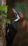 Mother Pileated Woodpecker in Tree