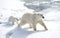 Mother polar bear and cub