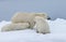 Mother polar bear with one cub nursing in the wild