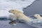 Mother polar bear teaches cub to swim