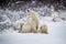 Mother polar bear with two cubs just out of hibernation