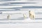 Mother Polar Bear and Two cubs on Sea Ice