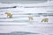 Mother polar bear with two cubs walk over the thin arctic ice floes