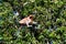 Mother proboscis monkey jumping with baby