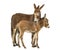 Mother provence donkey and her foal