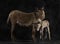 Mother provence donkey and her foal against black background