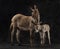 Mother provence donkey and her foal against black background