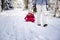 Mother pulling baby on a sled through winter forest.