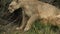 Mother Puma and Cubs Wrestling And Playing In Torres del Paine National Park