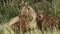 Mother Puma and Cubs Wrestling And Playing In Torres del Paine National Park