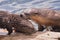 Mother and Pup River Otter