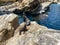 A mother and pup sea lion resting on a rock  at the Pacific Point Preserve area at Seaworld in Orlando, Florida