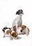 Mother and puppies jack russel terrier