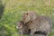 Mother quokka with two cute joeys