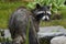 Mother raccoon seeking `me time`