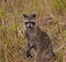 Mother Racoon keeping an eye on her young