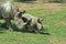 Mother rhino baby rhinoceros
