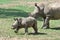 Mother rhino baby rhinoceros