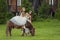 mother rides her daughter on a pony