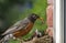 Mother Robin Feeding Babies