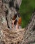 Mother Robin With Head in Mouth of Baby