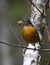 Mother Robin With Worm