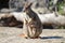 Mother rock wallaby and joey in pouch