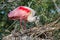 Mother Roseate Spoonbill Building her Nest