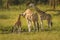 A mother Rothschild`s giraffe with her baby  Giraffa camelopardalis rothschildi standing at a waterhole, Lake Mburo National Par