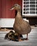 Mother Rouen duck standing with her two ducklings in a tranquil outdoor scene