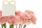 Mother`s Day, carnations, pink carnations,