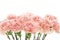 Mother`s Day, carnations, pink carnations,