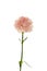 Mother`s Day, carnations, pink carnations,