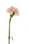 Mother`s Day, carnations, pink carnations,