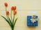 Mother`s day concept. tulips flower and giftbox on pastel yello