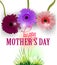 Mother`s day greeting card with beautiful gerberas and grass.