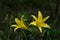 Mother`s Day is over, Hemerocallis is still blooming in silence!