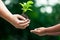 Mother`s hand giving young tree to a child for planting together