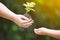 Mother`s hand giving young tree to a child for planting together