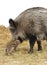 Mother`s love. Central European wild boar Sus scrofa scrofa with piglet