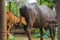 Mother\\\'s Love - Indian buffelow feeding calf