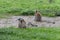 Mother`s love-Ring-tailed lemur-Lemur catta