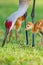 Mother sandhill crane shows her coltï¼Œ or chickï¼Œ how to hunt for foodï¼Ž