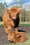 Mother scottish highlander cow standing near newborn calf