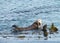 Mother Sea Otter with baby on stomach, grooming the baby